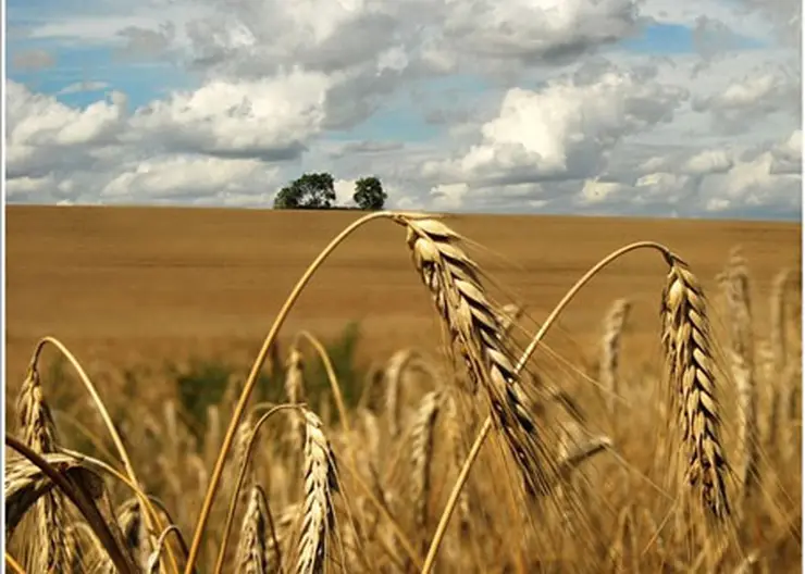 http://www.ognikuban.tw1.ru/wp-content/uploads/2015/06/fa_e1bed90e_XL1