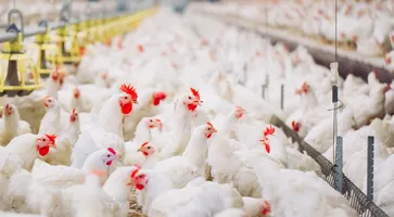 https://ognikubani.ru/wp-content/uploads/2021/02/f88c93b0-cb52-11e9-a833-4fe99c887177-5_tips_for_buying_a_chicken_farm_for_sale_in_florida-ogid-136534