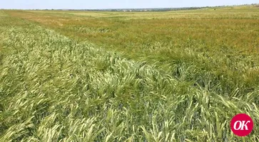 В Кавказском районе началась уборка озимого ячменя