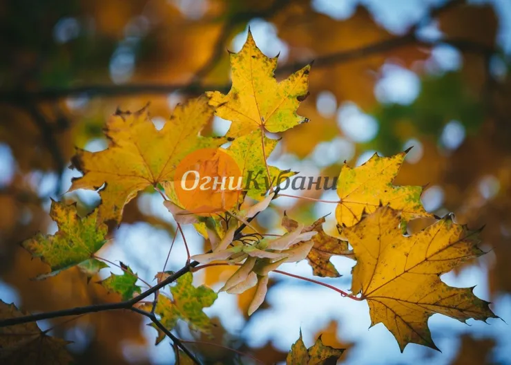 https://ognikubani.ru/wp-content/uploads/2019/10/ruduo-vilniuje-78915451
