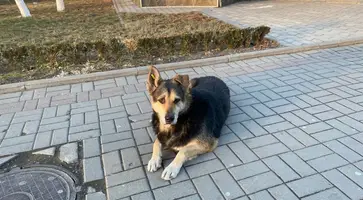 https://ognikubani.ru/wp-content/uploads/2023/08/photo_2023-01-27_09-21-39
