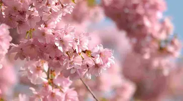 https://ognikubani.ru/wp-content/uploads/2020/04/rozovye-cvety-vesna-vetvi-nebo