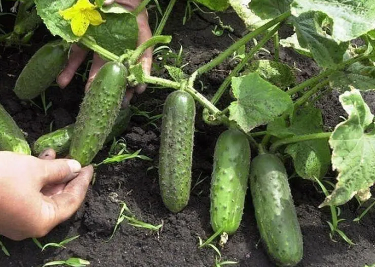 https://ognikubani.ru/wp-content/uploads/2022/07/skolko-rastut-ogurcy-1_1