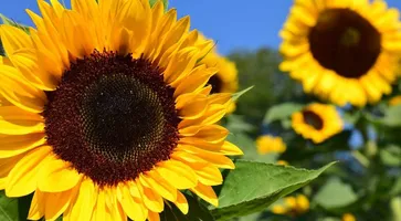 https://ognikubani.ru/wp-content/uploads/2021/04/sunflower-1627171_1280