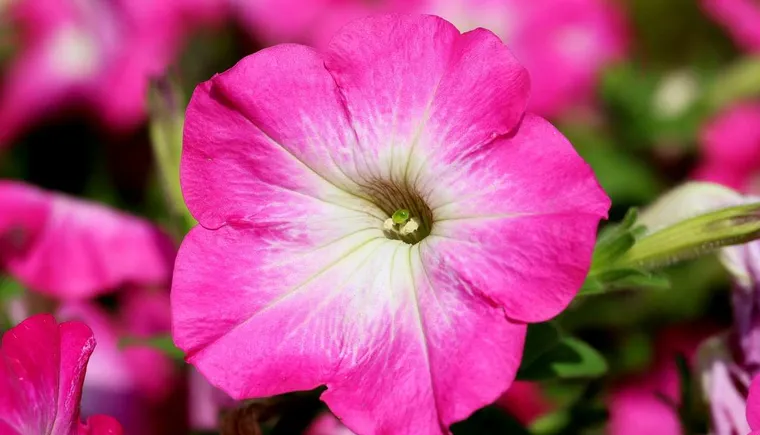 https://ognikubani.ru/wp-content/uploads/2020/05/petunia-1488564_1280