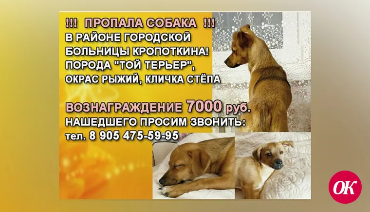 Пропала собака