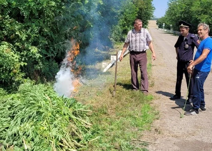 https://ognikubani.ru/wp-content/uploads/2023/07/конопля