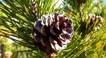 https://ognikubani.ru/wp-content/uploads/2020/10/tree-nature-branch-plant-leaf-flower-pine-evergreen-botany-fir-flora-conifer-tap-spruce-larch-ecosystem-macro-photography-mountain-pine-pine-family-woody-plant-land-plant-arecales-conifer-cone-1157339