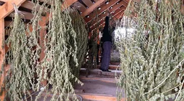http://www.ognikuban.tw1.ru/wp-content/uploads/2017/08/inx960x64kannabis2323242320