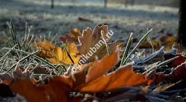 https://ognikubani.ru/wp-content/uploads/2019/11/0c2d9c6e0ce7ebd135f562e30e2b54fb