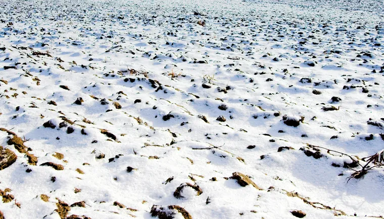 https://ognikubani.ru/wp-content/uploads/2023/03/snowfield_1