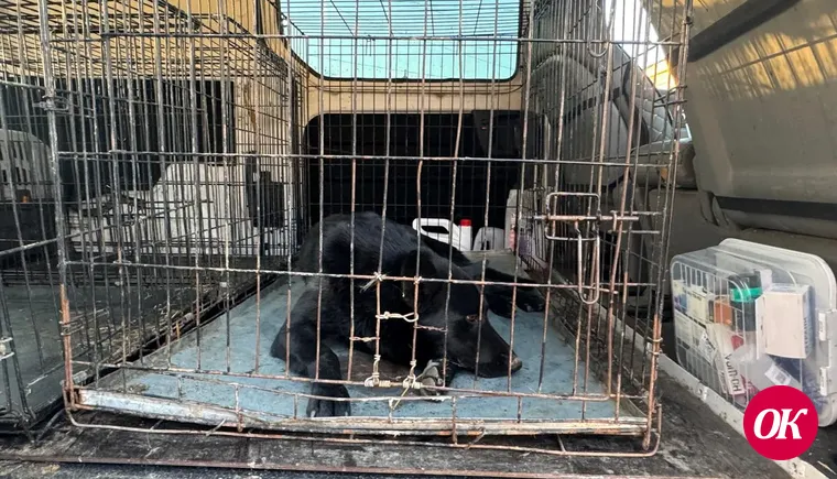 В Кавказском районе идет отлов бездомных собак. Обсудим их будущее…
