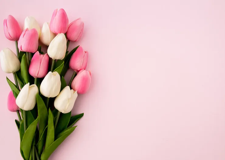 tulips-bouquet-pink-background-with-copyspace