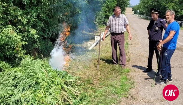 1500 кустов конопли уничтожили полицейские в станице Казанской