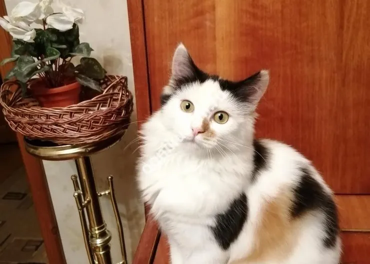 https://ognikubani.ru/wp-content/uploads/2019/10/WhatsApp-Image-2019-10-25-at-09.06.03-2