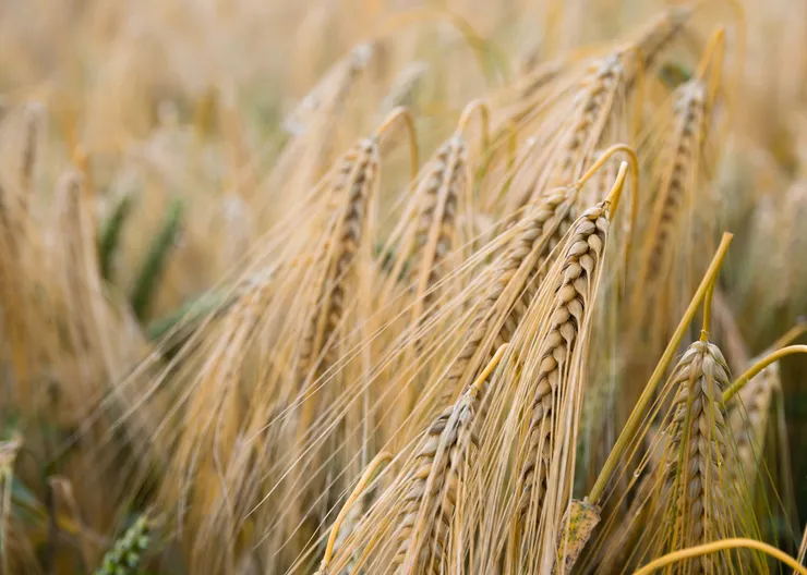 https://ognikubani.ru/wp-content/uploads/2020/06/agriculture-barley-blur-close-up-countryside-cropland-crops-farm-farmland-field-gold-grains-grass-growth-harvest-landscape-outdoors-plants-rural-rye-seeds-straw-wheat-wheat-field-1490549