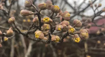 https://ognikubani.ru/wp-content/uploads/2021/03/WhatsApp-Image-2021-03-09-at-13.21.32