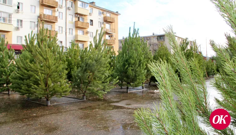 Новогодние уральские ели, удмуртские сосны и пихты из Дании можно купить в Кропоткине