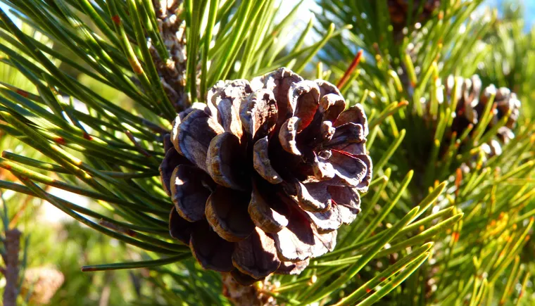 https://ognikubani.ru/wp-content/uploads/2020/10/tree-nature-branch-plant-leaf-flower-pine-evergreen-botany-fir-flora-conifer-tap-spruce-larch-ecosystem-macro-photography-mountain-pine-pine-family-woody-plant-land-plant-arecales-conifer-cone-1157339