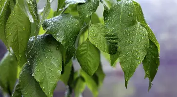 https://ognikubani.ru/wp-content/uploads/2020/07/plant-4222049_1280