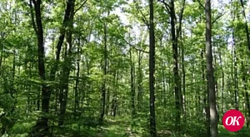 На Кубани в 2017 году число незаконных рубок лесных насаждений снизилось на 20%
