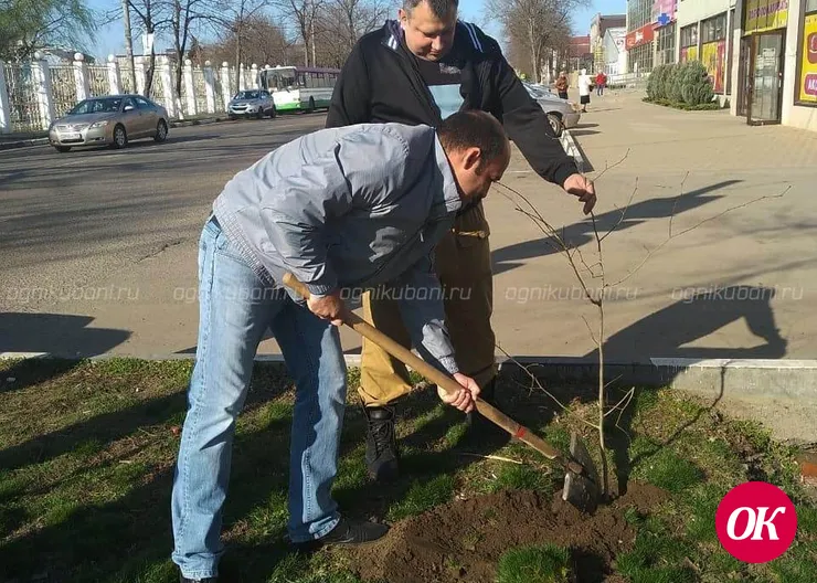 В Кропоткине высадили 175 саженцев деревьев
