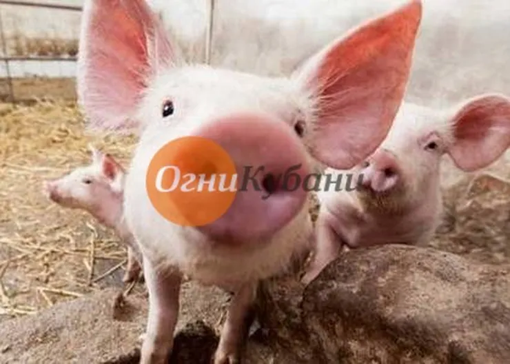 https://ognikubani.ru/wp-content/uploads/2019/10/загружено
