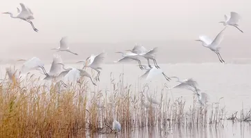 https://ognikubani.ru/wp-content/uploads/2023/10/photo_5296660395525788076_w