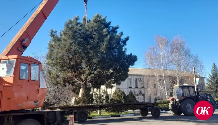 В Темижбекской установили новогоднюю елочку