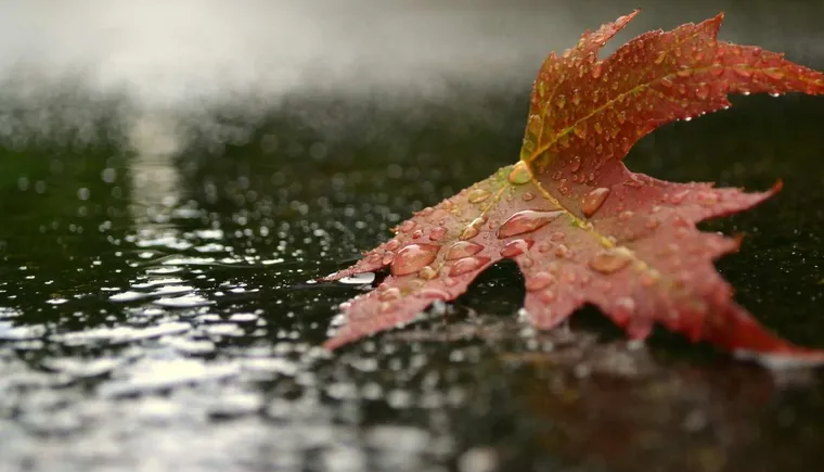 https://ognikubani.ru/wp-content/uploads/2020/09/Nature___Seasons___Autumn_Autumn_leaf_lying_in_the_rain_094986_