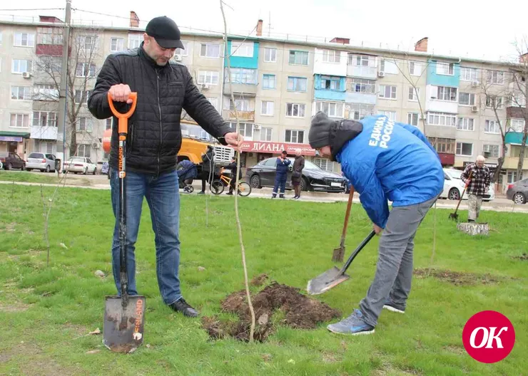В Кропоткине высадят 35 саженцев ясеня и 20 — сафоры японской