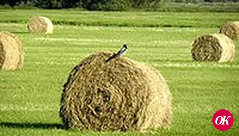 Сельский час