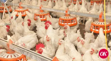 Птицеводческое предприятие Кубани на 22% увеличило выработку продукции благодаря бережливым технологиям