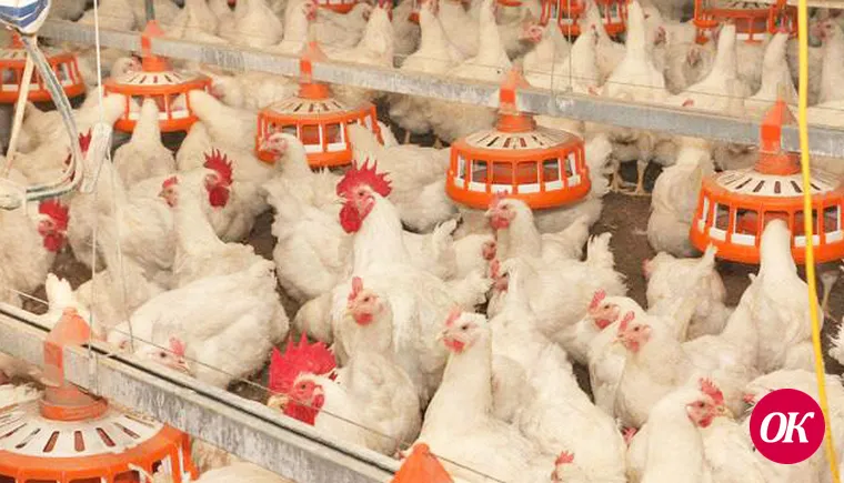 Птицеводческое предприятие Кубани на 22% увеличило выработку продукции благодаря бережливым технологиям