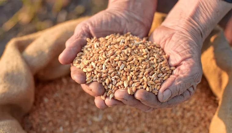 https://ognikubani.ru/wp-content/uploads/2020/07/Grain-in-hands