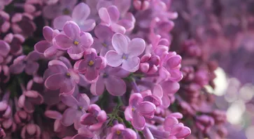 https://ognikubani.ru/wp-content/uploads/2021/05/ognikubani.ru-4
