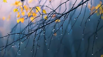 https://ognikubani.ru/wp-content/uploads/2020/10/vetki-kapli-osen-1
