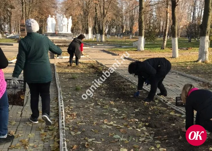 Предприниматель Павел Кобзарь подарил станице Дмитриевской 300 клубней тюльпанов