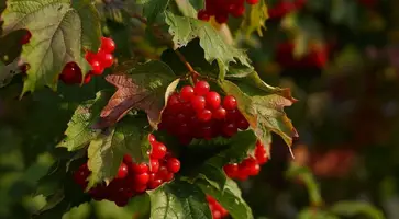 https://ognikubani.ru/wp-content/uploads/2023/10/953e926b438c9c9f5da9b50c82ebbb03