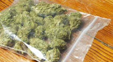 https://ognikubani.ru/wp-content/uploads/2022/09/weed