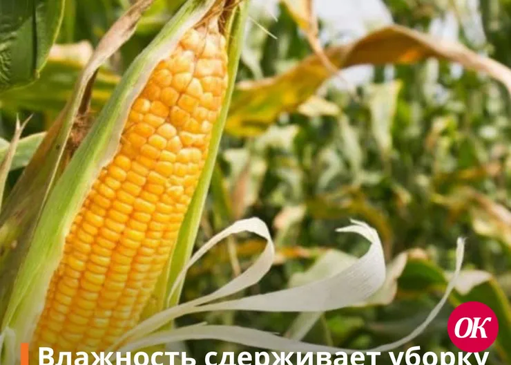 Влажность сдерживает уборку кукурузы и подсолнечника