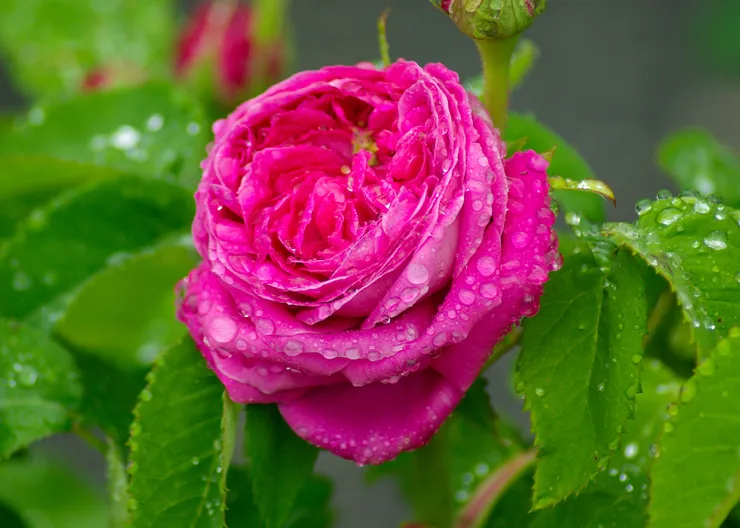 https://ognikubani.ru/wp-content/uploads/2023/06/dew-plant-flower-petal-rose-pink-flora-petals-floribunda-macro-photography-blossomed-flowering-plant-garden-roses-rose-family-plant-stem-land-plant-rosa-centifolia-rose-order-733776