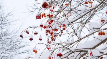 https://ognikubani.ru/wp-content/uploads/2021/01/ognikubani.ru_