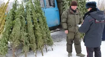 Ель