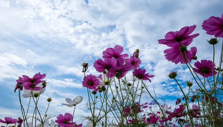 https://ognikubani.ru/wp-content/uploads/2023/07/cosmos-rozovye-nebo-solntse-leto-field-summer-pole-pink-fl-2