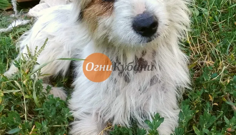 https://ognikubani.ru/wp-content/uploads/2019/09/WhatsApp-Image-2019-08-19-at-14.55.03