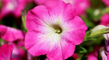https://ognikubani.ru/wp-content/uploads/2020/05/petunia-1488564_1280