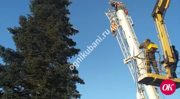 Главную елку района везут из станицы Тбилисской