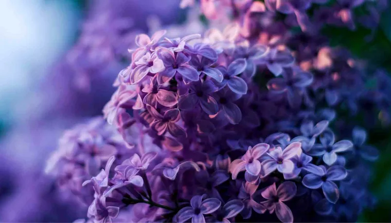 https://ognikubani.ru/wp-content/uploads/2021/04/ognikubani.ru-4-1