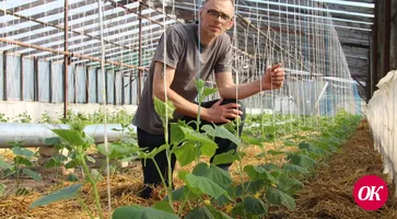 Огородник-самоучка Александр Усков из станицы Кавказской планирует вырастить на своем приусадебном участке шесть тонн огурцов